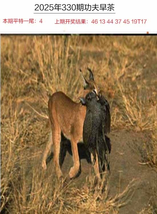 2025330期：功夫早茶图，描绘2025年天天精准大全玄机:红波看好中本期;解析2025年天天资料免费3肖6码：【牛马狗,1-4-5-27-30-43】