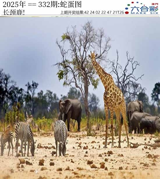 2025332期：澳门蛇蛋图，描绘2025新澳门天天精准谜语玄机:荣华富贵今中事;解析2025新澳门历史记录查询5肖10码：【虎蛇马猴猪,2-3-7-9-13-25-29-37-42-46】