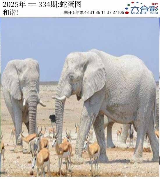 2025334期：澳门蛇蛋图，描绘2025新澳门天天精准谜语玄机:羊兔马虎找特码;解析2025新澳门历史记录查询4肖8码：【兔蛇羊猴,2-8-10-19-20-21-26-32】